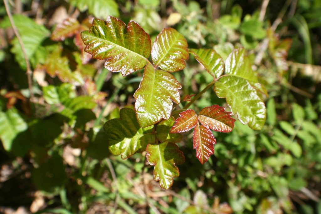 Poison oak can be one of the nasty surprises of a hike in the wilderness