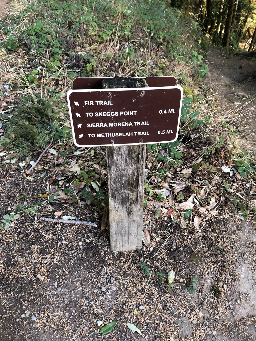 El Corte de Madera Creek Preserve: a Peninsula forest loop - duoveo