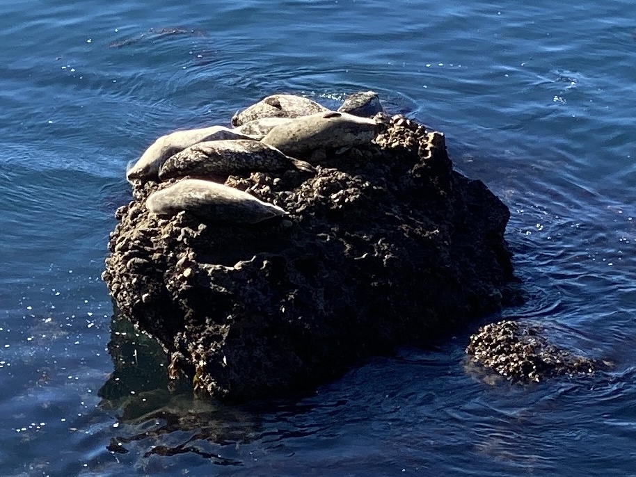 Sea lions on a rock, Point lobos loop trail