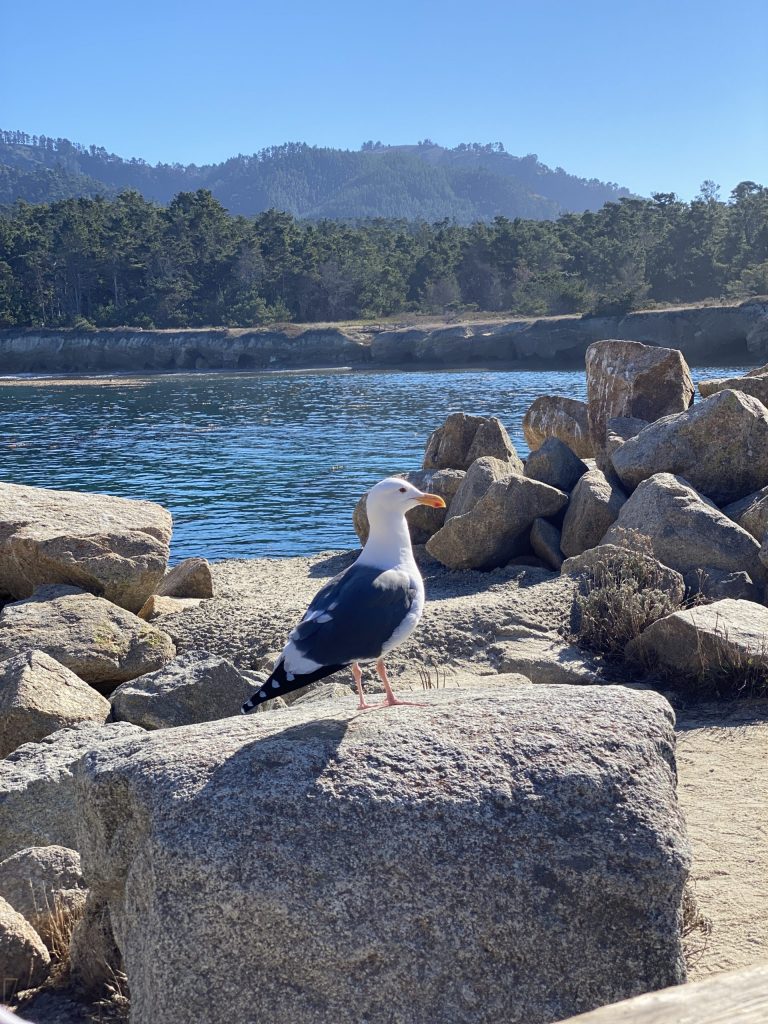 Bird on a rock spotted during a California hike at Point Lobos