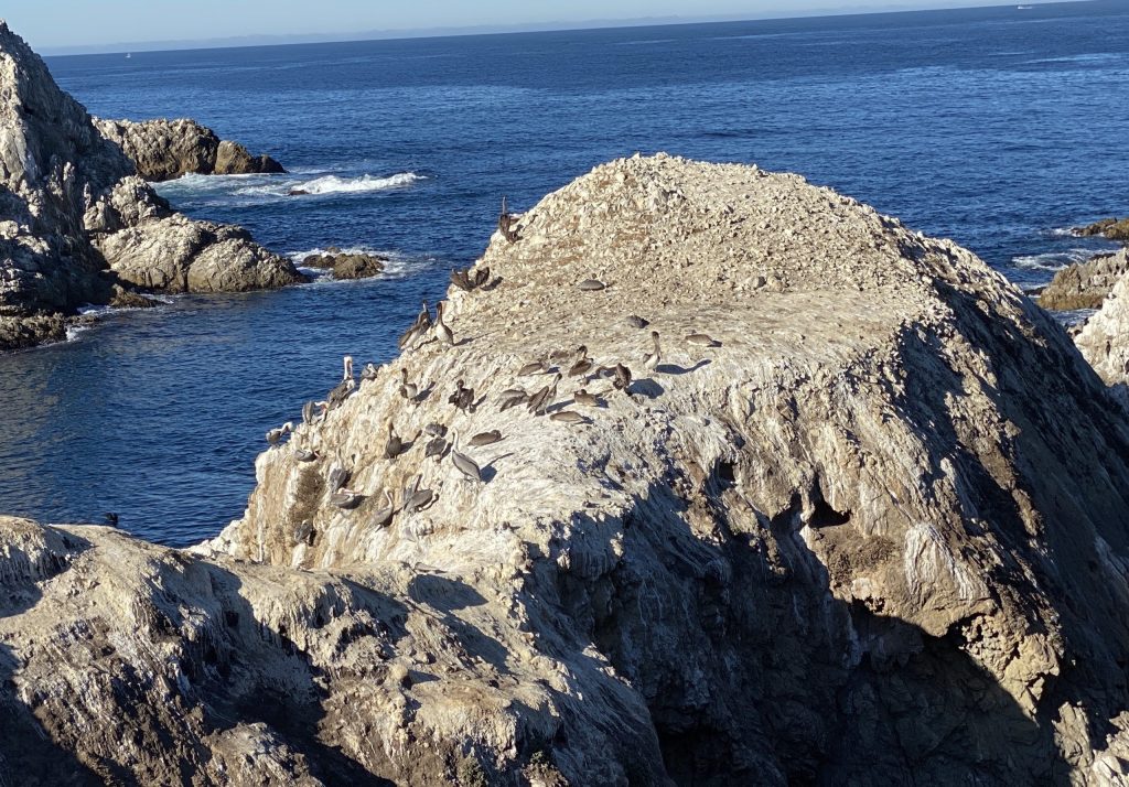 Bird Island at point lobos, with various birds and the sea