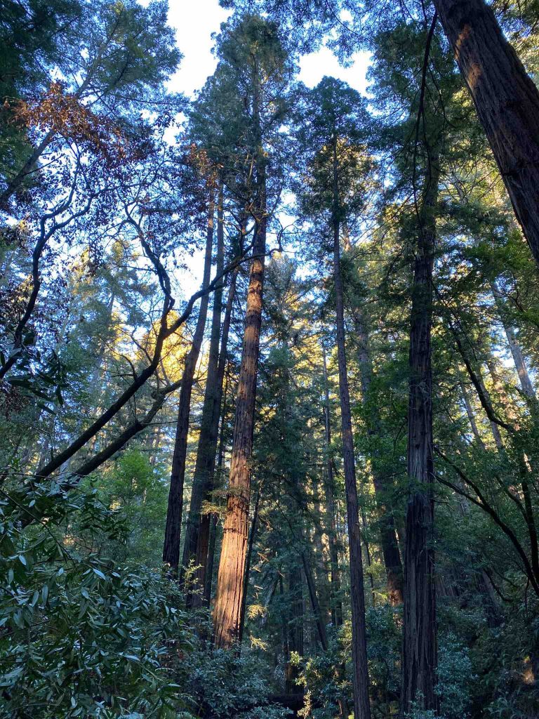 Giant trees in Mount Tamalpais forest