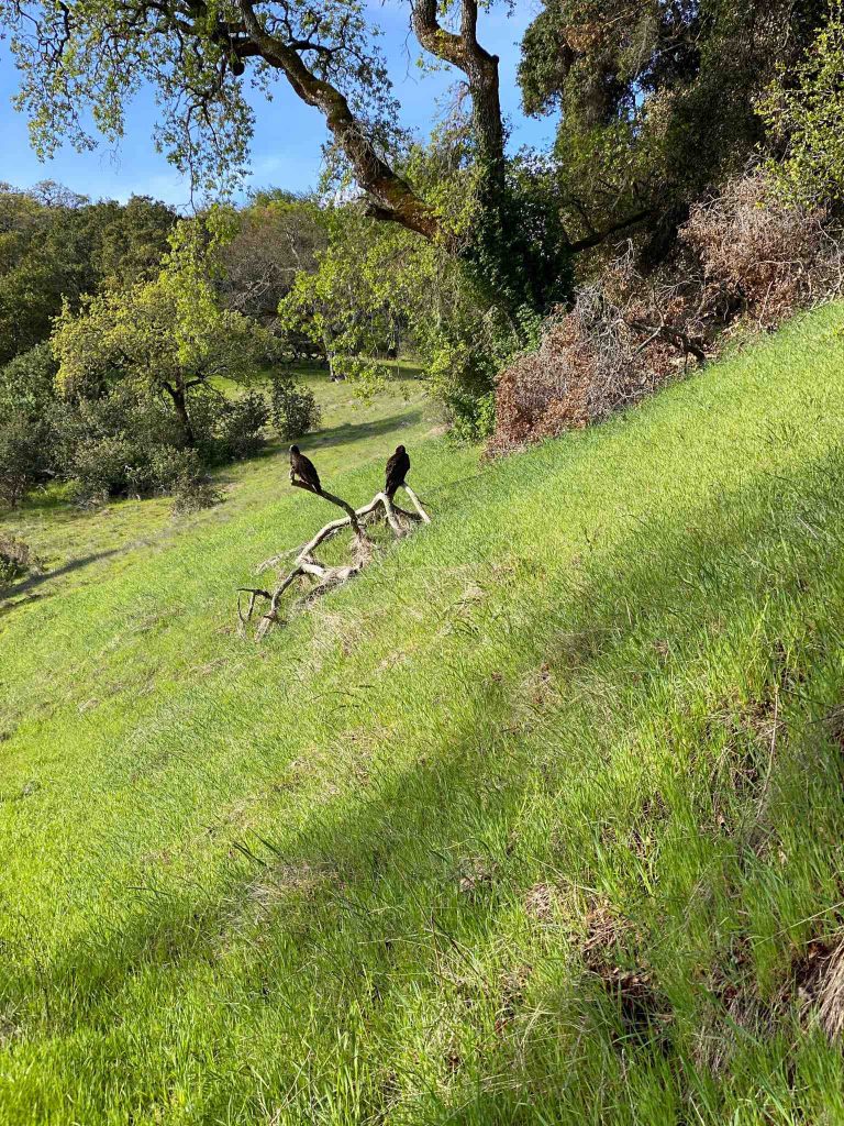 Turkey vultures spot along Olompali State Park hike