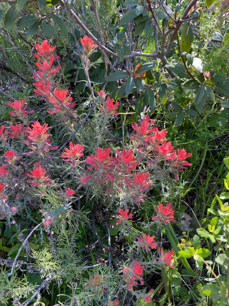 Beautiful red flowers in Sunol Regional Wilderness park