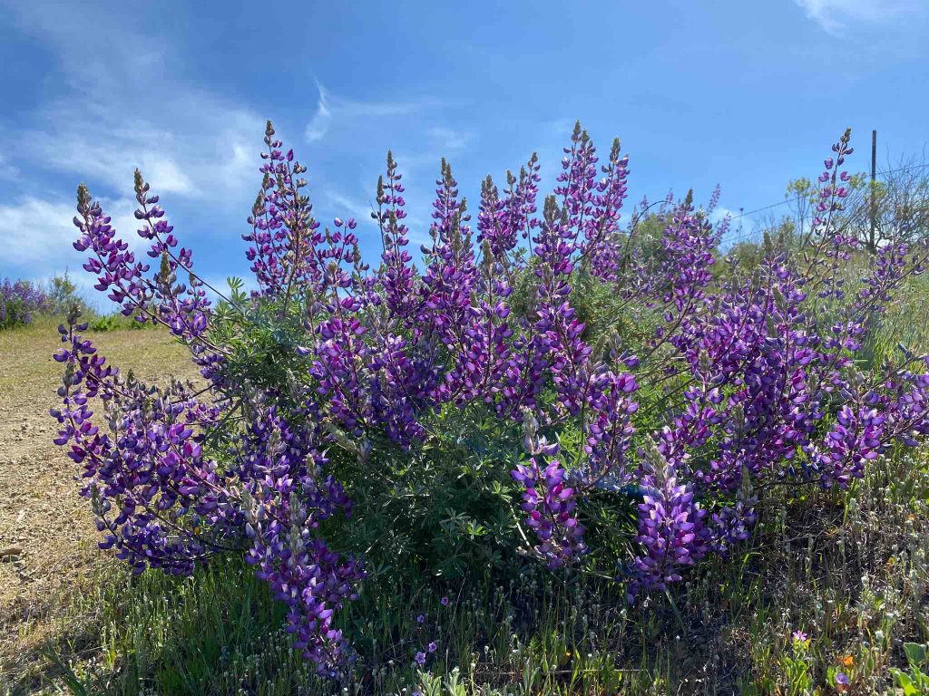 Beautiful purple flowers in Sunol Regional Wilderness park