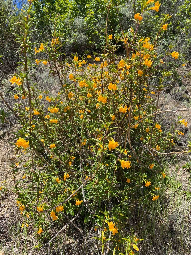 Beautiful yellow flowers in Sunol Regional Wilderness park