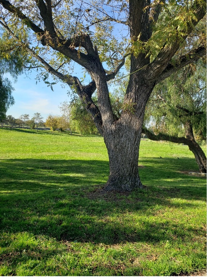 Alameda creek niles old tree