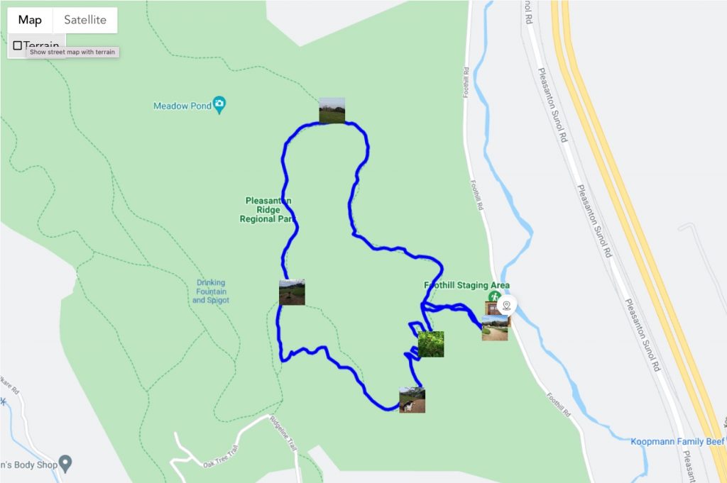 Pleasanton Ridge Regional Park Dog Friendly Hikes duoveo