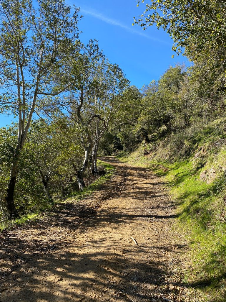 Marin county parks path surrounded by vegetation