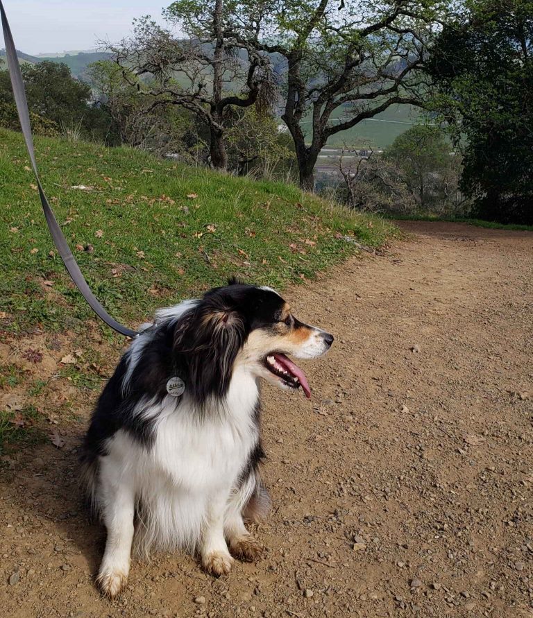 Pleasanton Ridge Regional Park – Dog Friendly Hikes