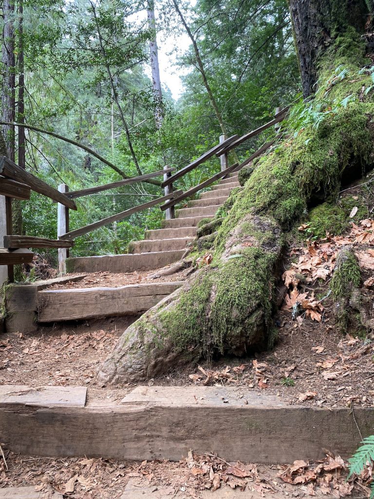 Cataract falls trails stairs surrounded by green nature