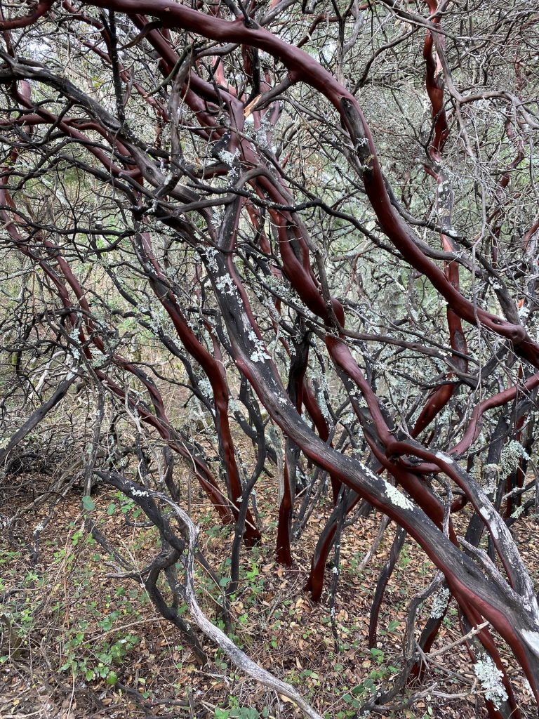 cataract falls trail and its manzanitas trees