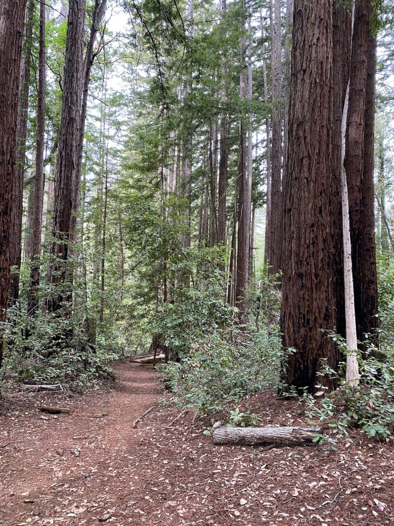 Huge trees : cataract falls trail in California