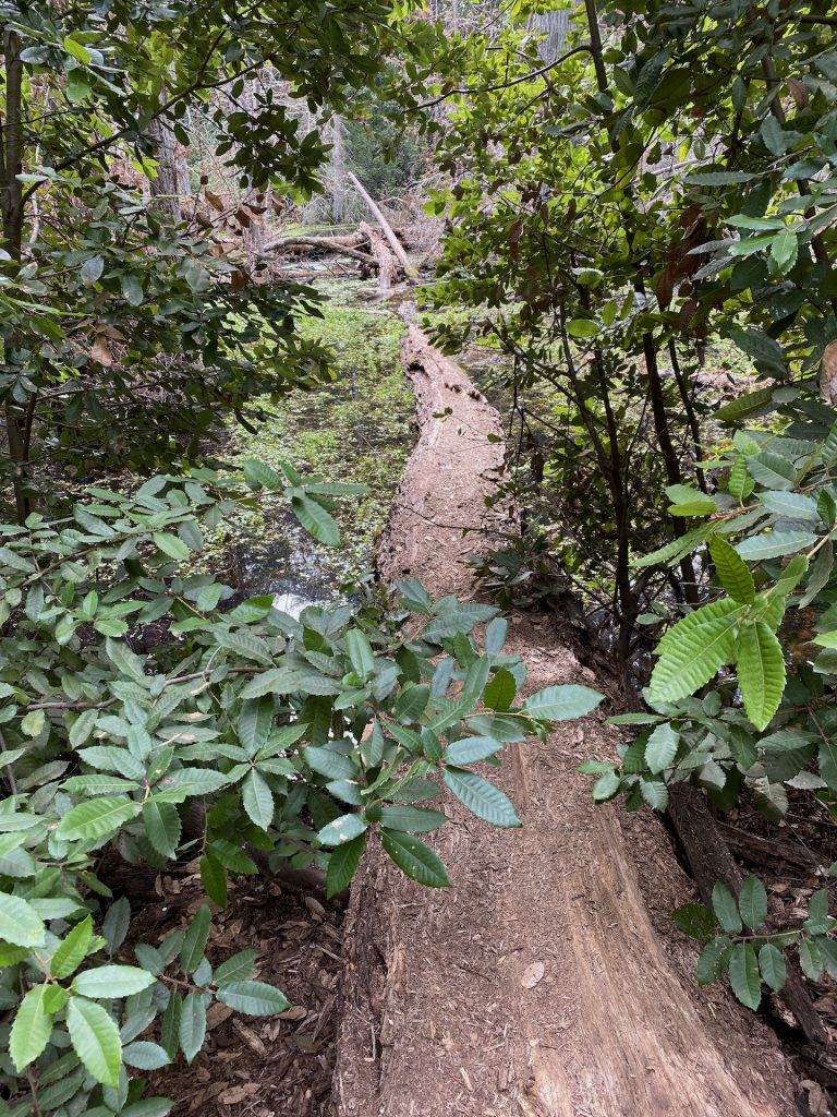 cataract falls trail surrounded by wilderness and nature