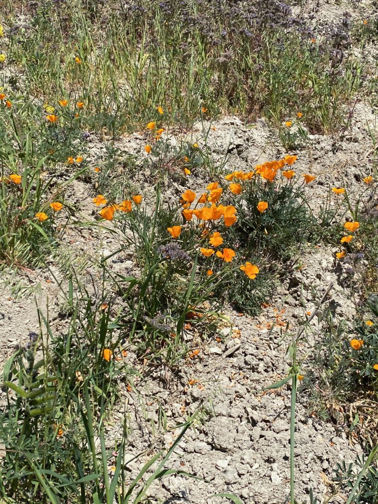 Beautiful poppies flowers around Black Diamond Mines Regional Reserve path