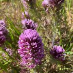 Purple Owl's-clover flowers in Black Diamond Mines Regional Reserve