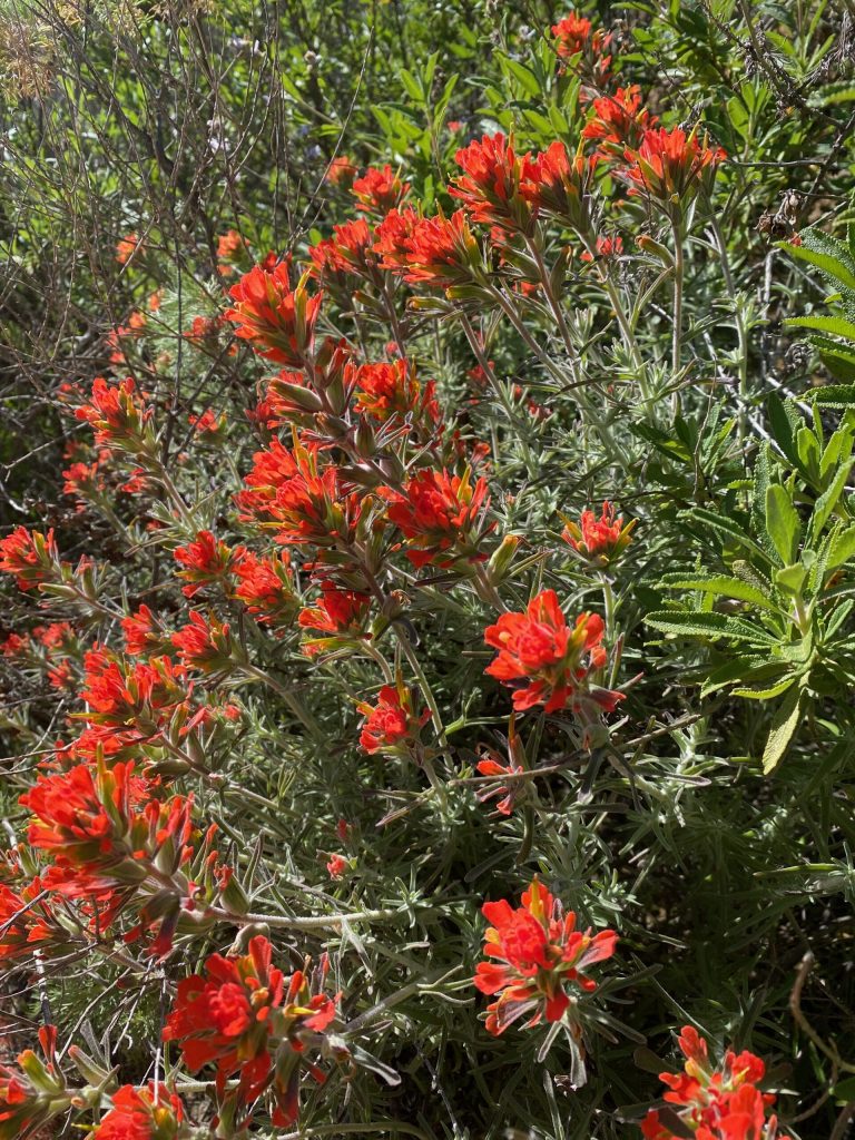 Wolly Indian Paintbrush flowers in Black Diamond Mines Regional Reserve