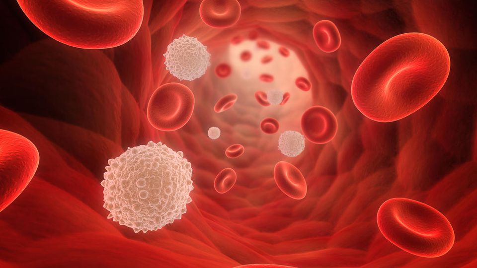 White blood cells, fasting and the immune system