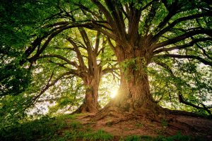 Fasting anti aging and longevity tree