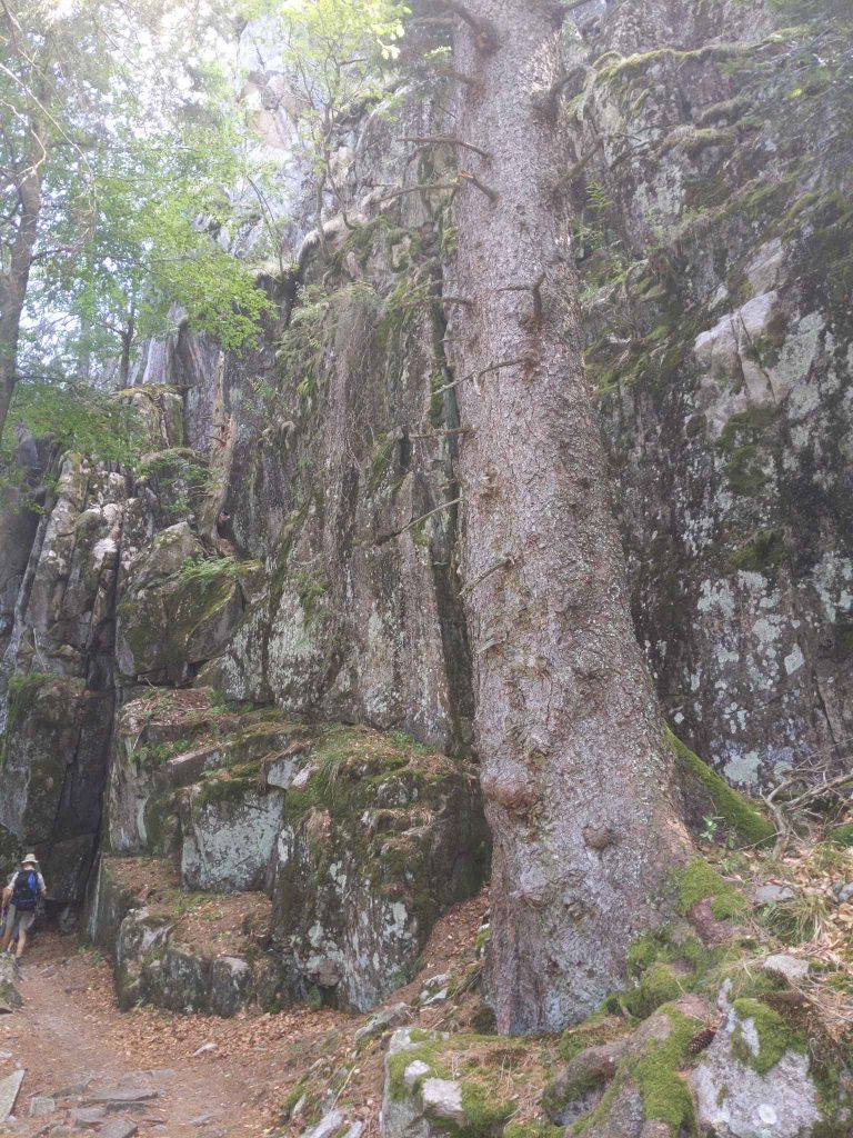 beautiful giant three among the french hike path