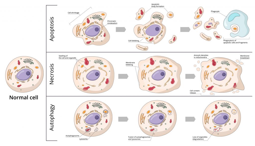 Fasting autophagy: Necrosis, Apotosis, autophagy