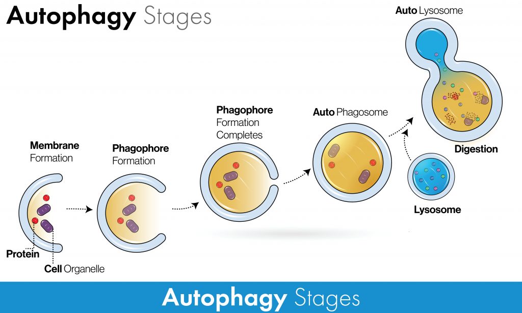 Fasting autophagy process and stages