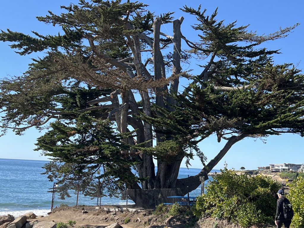 Massive old tree around Capitola & Santa Cruz beaches
