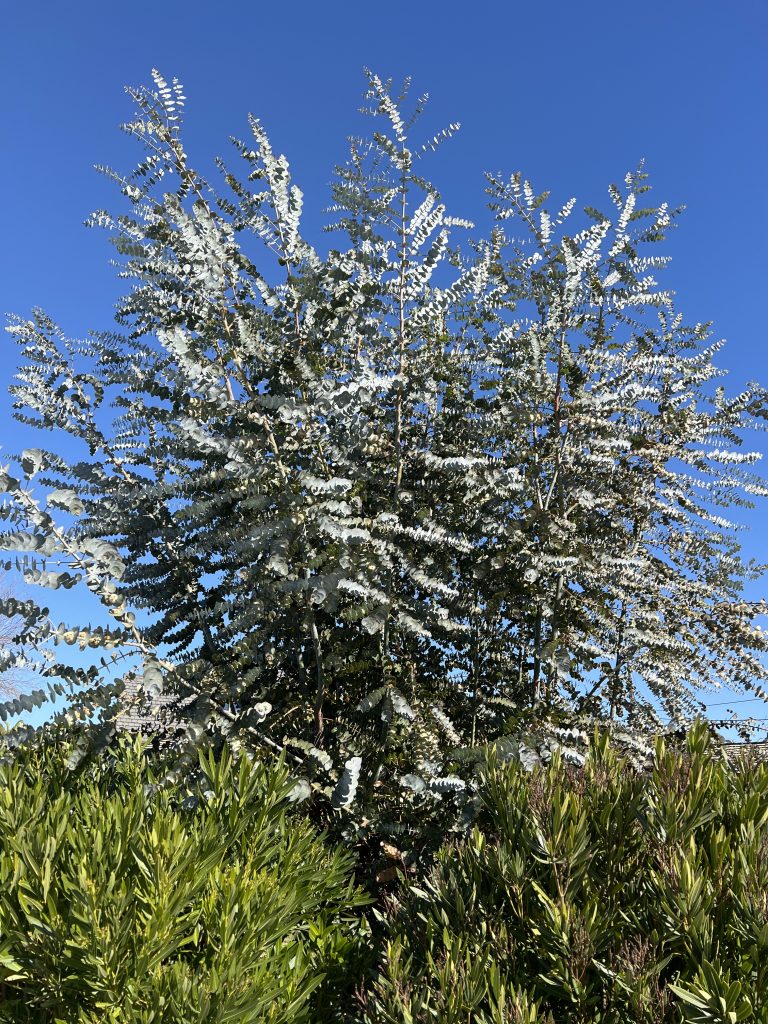 Beautiful tree with white little flowers around Capitola & Santa Cruz beaches