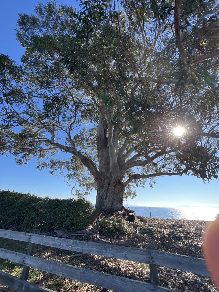 beautiful tree next to capitola and santa cruz beaches