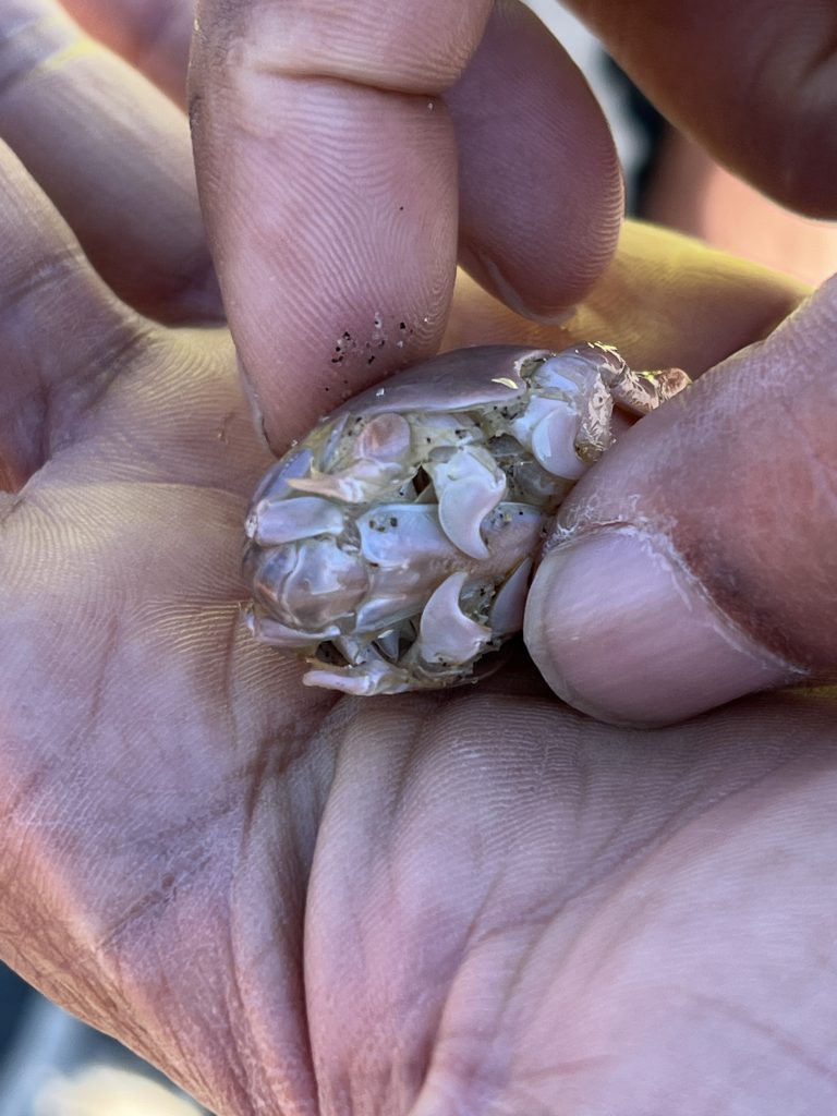 See wildlife founded on Capitola & Santa Cruz beaches