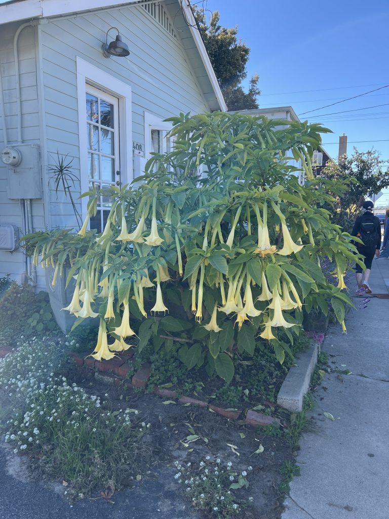 Giant yellow flowers around Capitola & Santa Cruz beaches