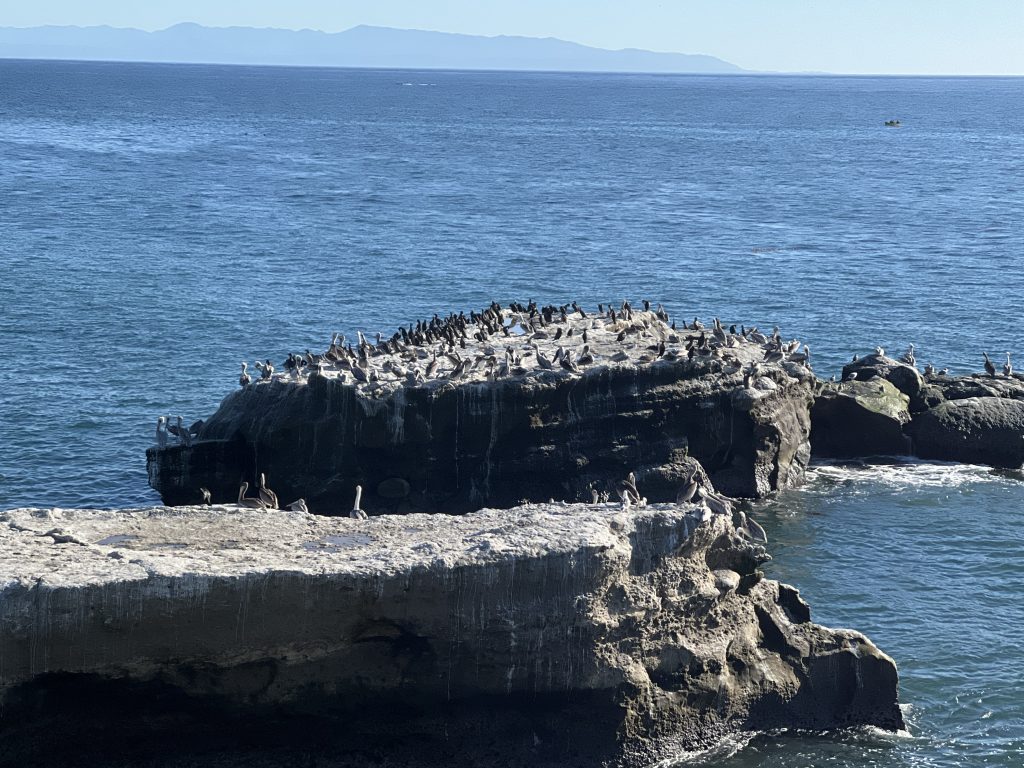 Capitola & Santa Cruz beaches: many pelicans on the rocks