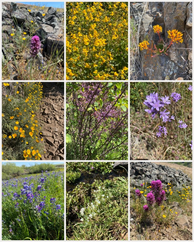 North Mountain Table Ecological Reserve blooming flowers