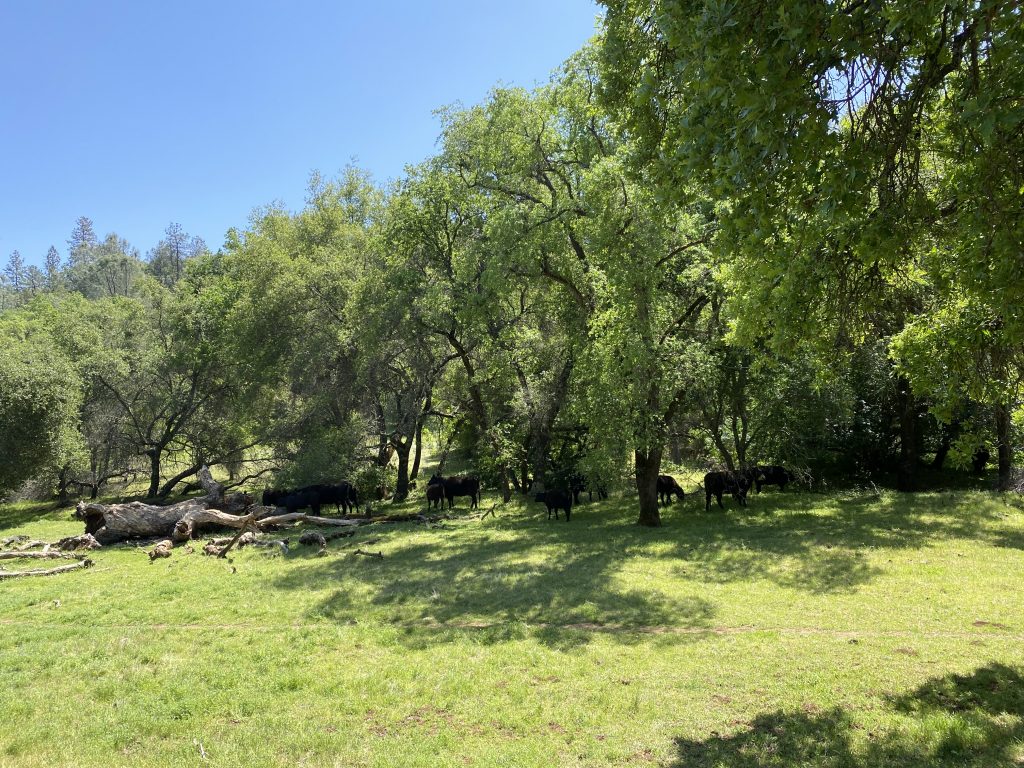 North Mountain Table Ecological Reserve Trees