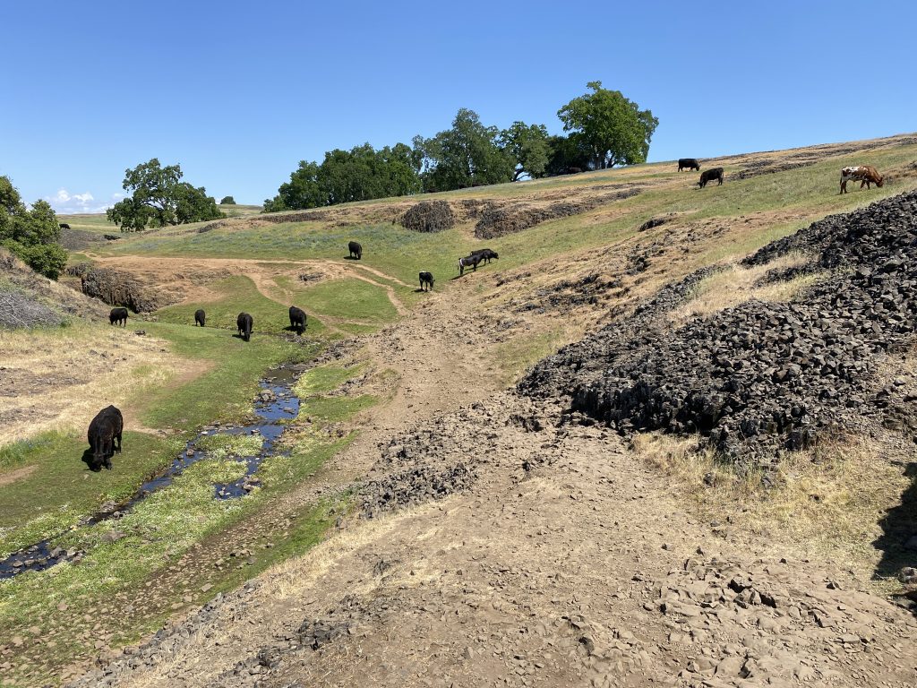 North Mountain Table Ecological Reserve wildlife