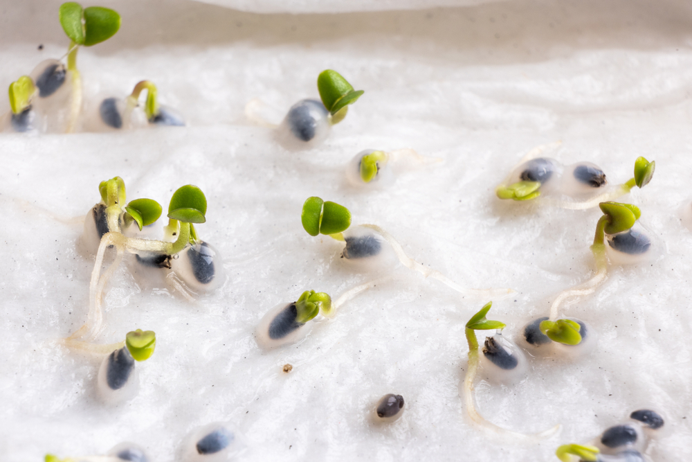 Soaking seeds, living food, Close-up,Of,Basil,Seeds,That,Have,Germinated,On,Moist,Water