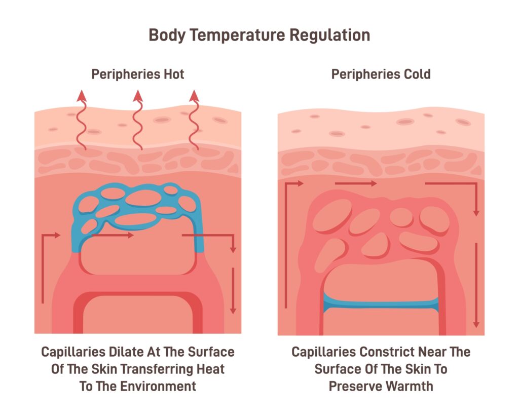 skin temperature and Body temperature regulation process