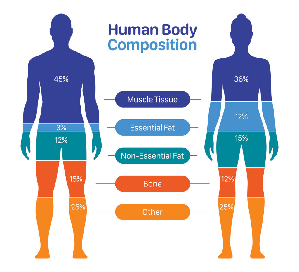 composition du corps