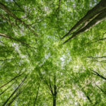 A forest canopy