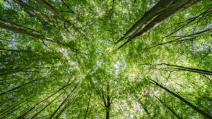 A forest canopy