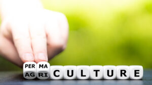 the word "permaculture" written with dice