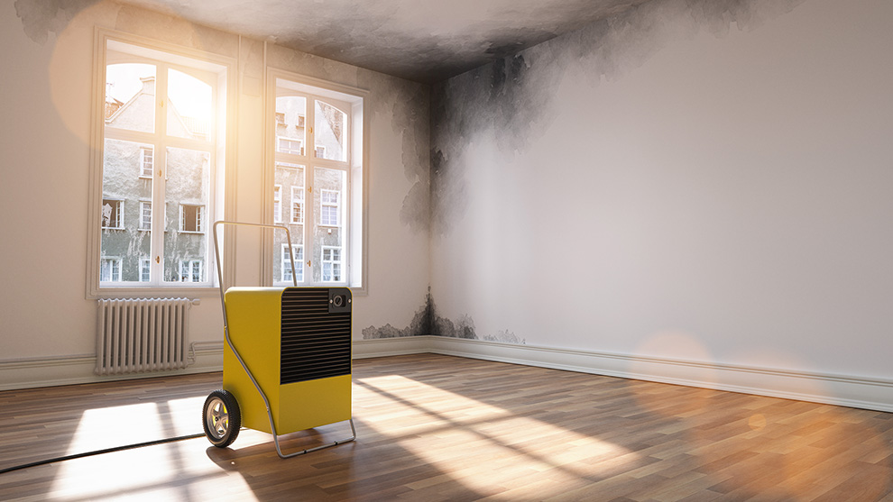 Dehumidifier in a room with mold