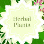 Hand drawn herbs round frame background