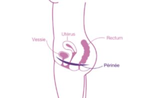 Comprendre son périnée