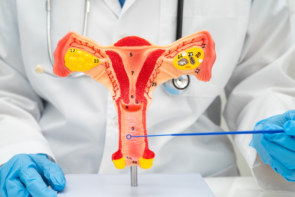 flore vaginale féminine équilibrée